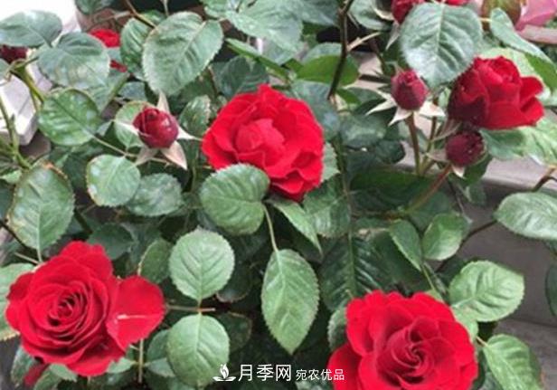 新手養(yǎng)月季須知的“四大點(diǎn)”，熟練掌握，才能輕松養(yǎng)爆盆(圖1)