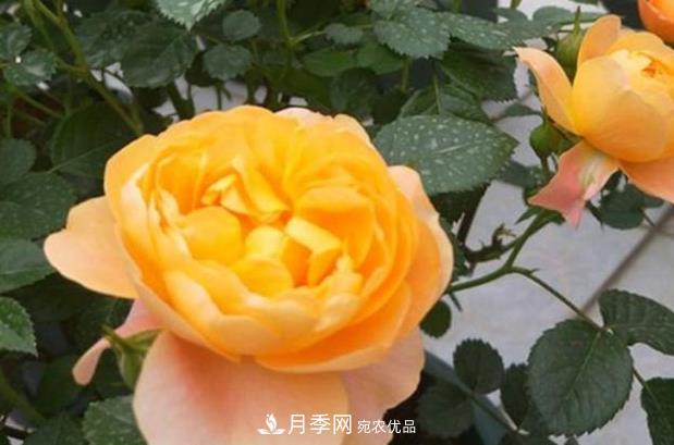 新手養(yǎng)月季須知的“四大點(diǎn)”，熟練掌握，才能輕松養(yǎng)爆盆(圖3)