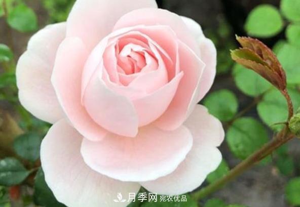 新手養(yǎng)月季須知的“四大點(diǎn)”，熟練掌握，才能輕松養(yǎng)爆盆(圖2)