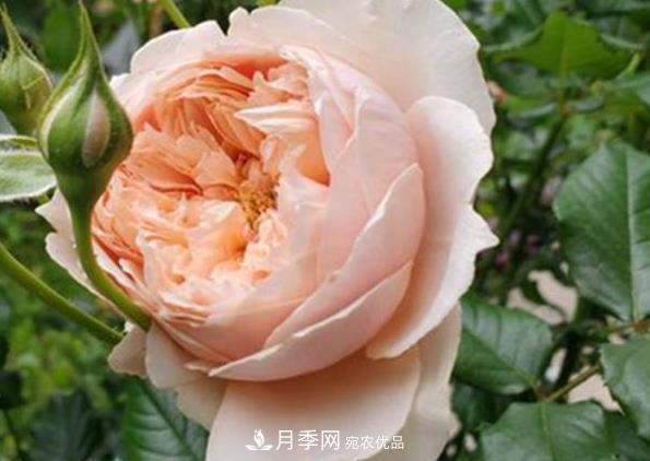 新手養(yǎng)月季須知的“四大點(diǎn)”，熟練掌握，才能輕松養(yǎng)爆盆(圖4)