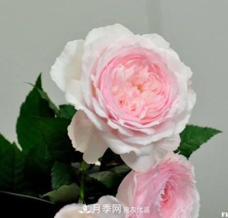 月季品種這么多，就屬這7種香味***好聞(圖4)