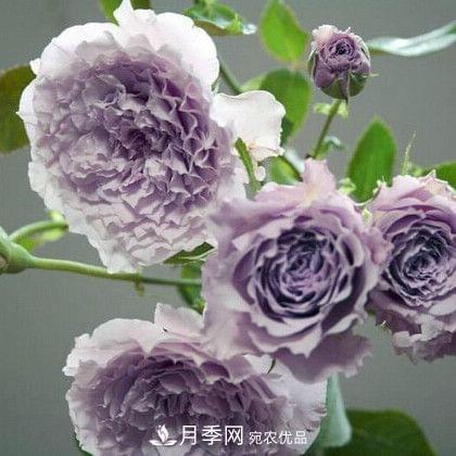 月季品種這么多，就屬這7種香味***好聞(圖3)
