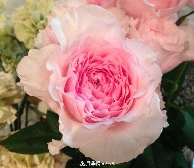 月季品種這么多，就屬這7種香味***好聞(圖2)