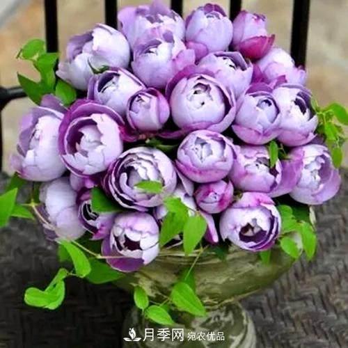 月季品種這么多，就屬這7種香味***好聞(圖8)