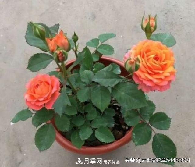如何避免月季一換盆土就死呢？(圖8)