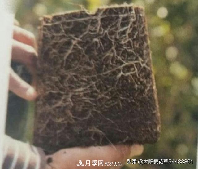 如何避免月季一換盆土就死呢？(圖4)