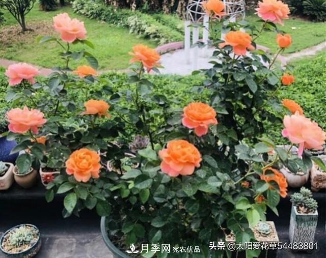 如何避免月季一換盆土就死呢？(圖2)