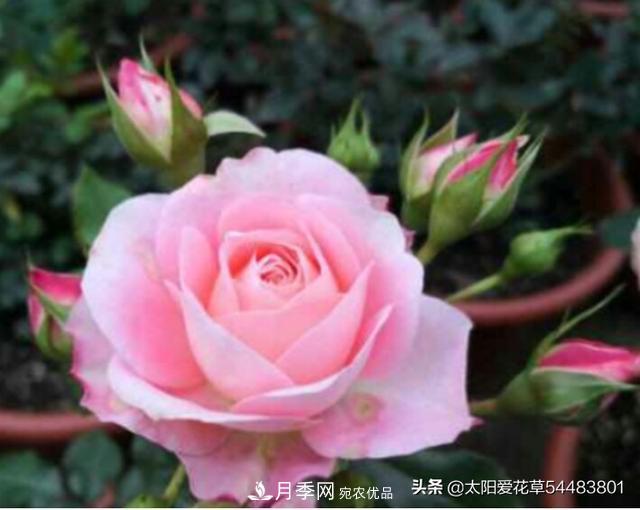 如何避免月季一換盆土就死呢？(圖1)