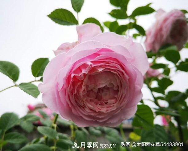 如何避免月季一換盆土就死呢？(圖7)