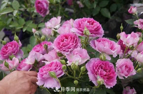 月季中的優(yōu)良品種，天方夜譚，花大量多香味濃，種上就能活！(圖1)