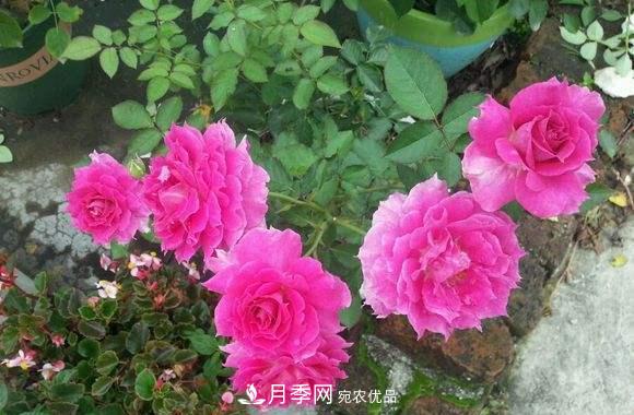 月季中的優(yōu)良品種，天方夜譚，花大量多香味濃，種上就能活！(圖3)