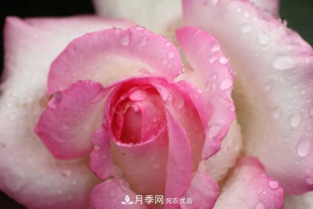 月季養(yǎng)護(hù)知識(shí)：這樣養(yǎng)出的月季花，花大色艷，枝繁葉茂(圖1)