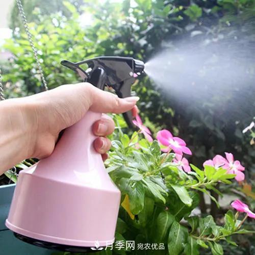 月季養(yǎng)護(hù)知識(shí)：這樣養(yǎng)出的月季花，花大色艷，枝繁葉茂(圖3)