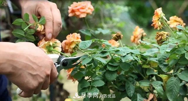 月季養(yǎng)護(hù)知識(shí)：這樣養(yǎng)出的月季花，花大色艷，枝繁葉茂(圖5)
