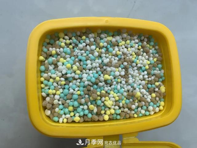 月季養(yǎng)護(hù)知識(shí)：這樣養(yǎng)出的月季花，花大色艷，枝繁葉茂(圖4)