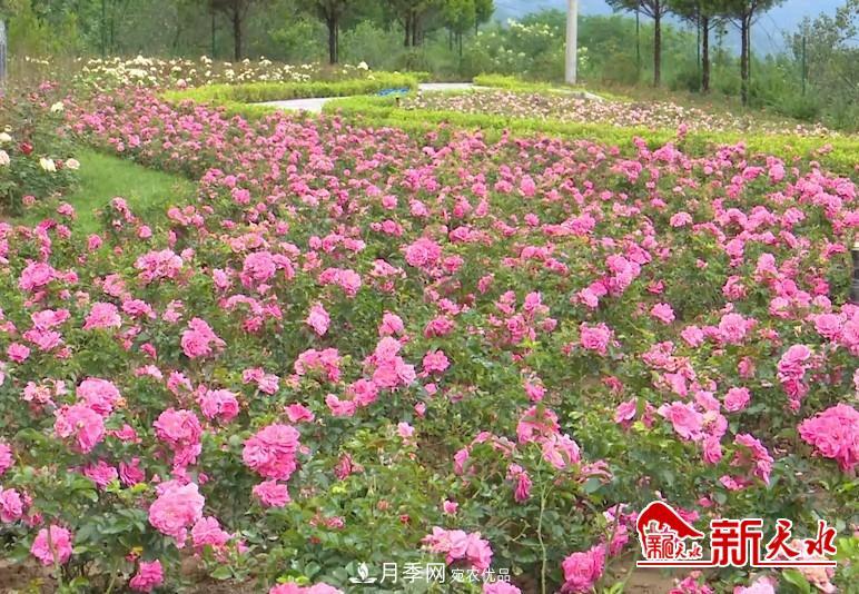 甘肅天水秦州：新增打卡地 北山月季生態(tài)園邀你來賞花(圖2)