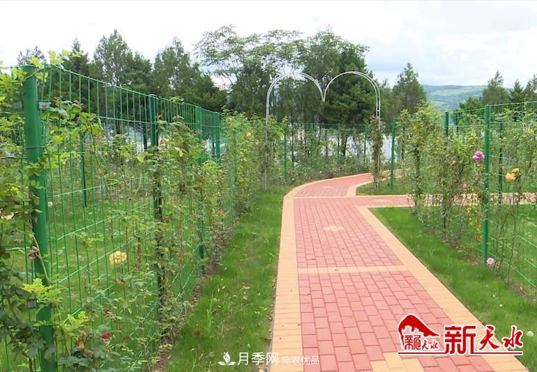 甘肅天水秦州：新增打卡地 北山月季生態(tài)園邀你來賞花(圖4)