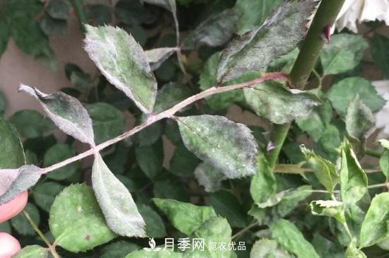 月季葉子上有一層白霜怎么辦？是白粉病嗎(圖2)