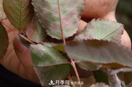 月季葉子上有一層白霜怎么辦？是白粉病嗎(圖1)