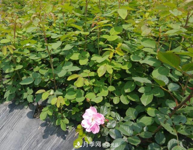 經(jīng)過遠距離運輸?shù)脑录韭愀纾绾味ㄖ采吓瑁?圖1)