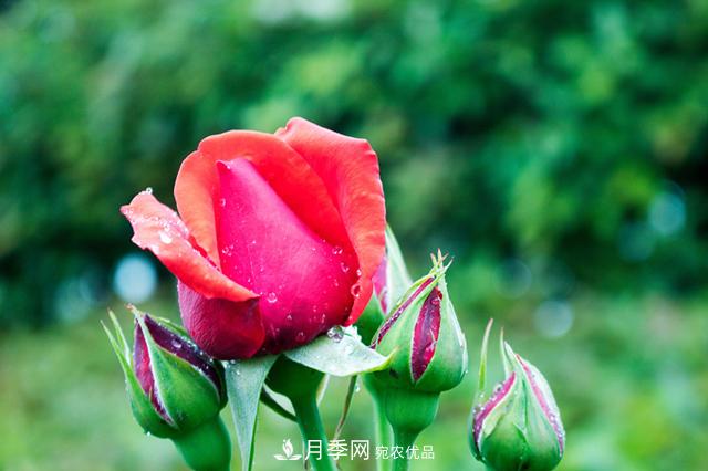 月季在什么環(huán)境中長勢好？月季網(wǎng)帶你來解析(圖1)