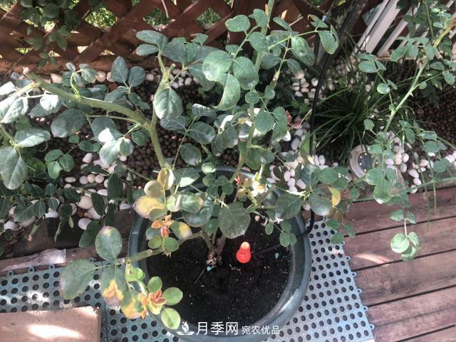 盆栽月季怎樣養(yǎng)？為什么會出現(xiàn)黃葉，甚至是新芽細(xì)長，該怎么辦？(圖3)