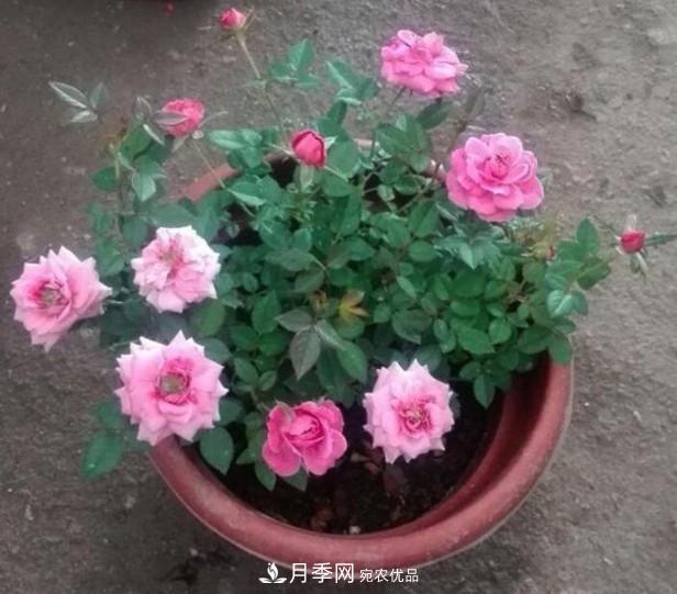 盆栽月季怎樣養(yǎng)？為什么會出現(xiàn)黃葉，甚至是新芽細(xì)長，該怎么辦？(圖5)