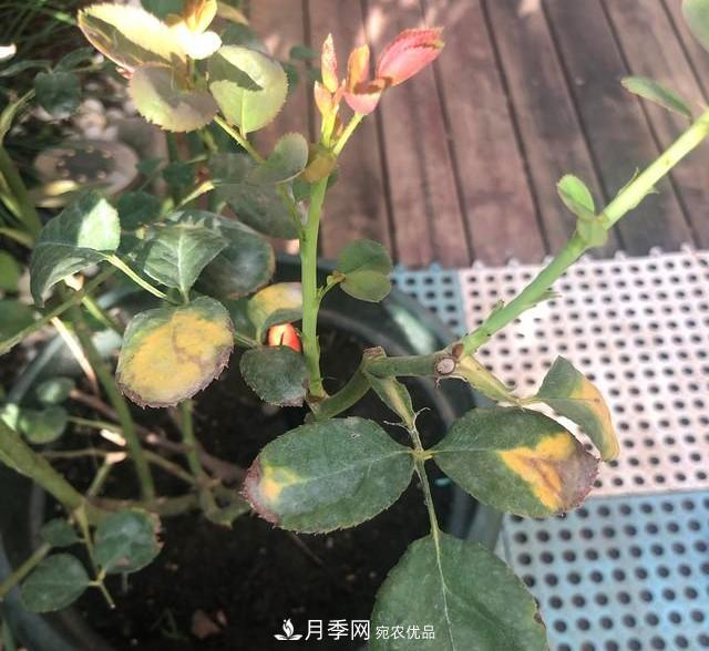 盆栽月季怎樣養(yǎng)？為什么會出現(xiàn)黃葉，甚至是新芽細(xì)長，該怎么辦？(圖6)
