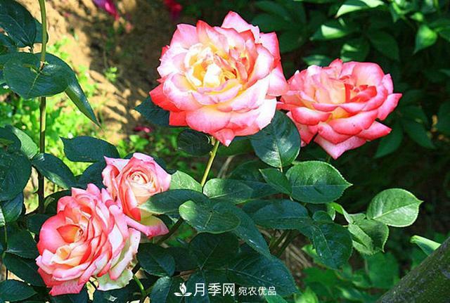 夏季養(yǎng)月季花，澆水施肥都是重點(diǎn)，整錯(cuò)了就黃葉爛根生長差(圖2)