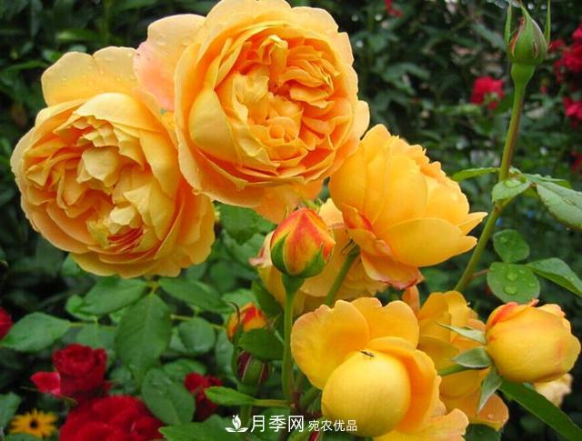 夏季養(yǎng)月季花，澆水施肥都是重點(diǎn)，整錯(cuò)了就黃葉爛根生長差(圖4)