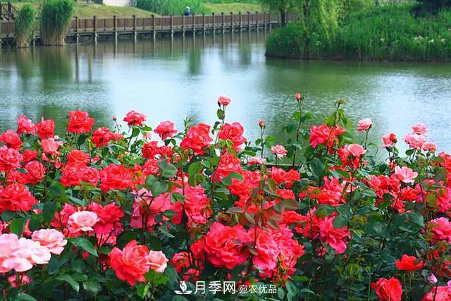 夏季養(yǎng)月季花，澆水施肥都是重點(diǎn)，整錯(cuò)了就黃葉爛根生長差(圖3)