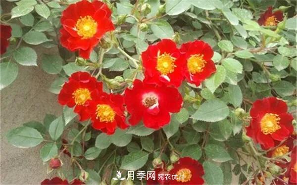 地被月季～城鄉(xiāng)綠化、園林美化的優(yōu)秀選擇（附：品種說明及圖片）(圖6)