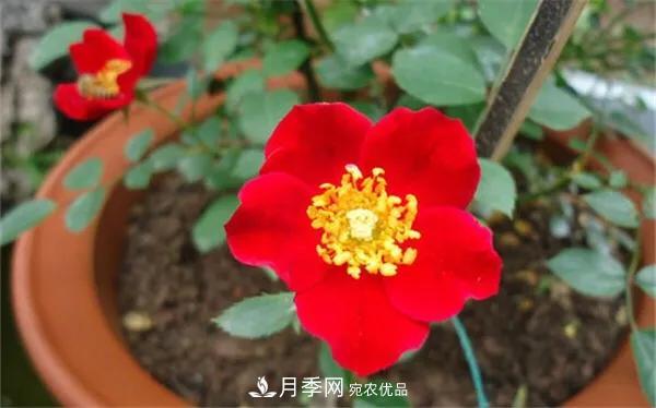 地被月季～城鄉(xiāng)綠化、園林美化的優(yōu)秀選擇（附：品種說明及圖片）(圖5)