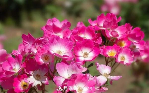 地被月季～城鄉(xiāng)綠化、園林美化的優(yōu)秀選擇（附：品種說明及圖片）(圖4)