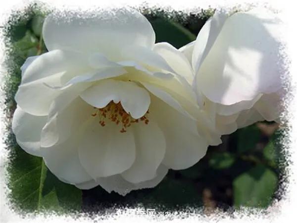 地被月季～城鄉(xiāng)綠化、園林美化的優(yōu)秀選擇（附：品種說明及圖片）(圖7)