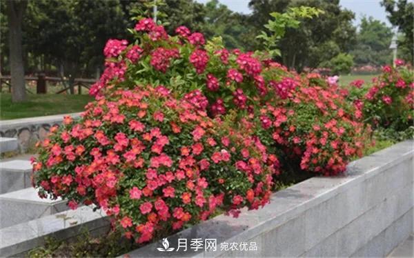 地被月季～城鄉(xiāng)綠化、園林美化的優(yōu)秀選擇（附：品種說明及圖片）(圖9)