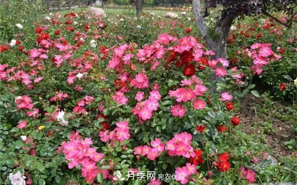 地被月季～城鄉(xiāng)綠化、園林美化的優(yōu)秀選擇（附：品種說明及圖片）(圖10)