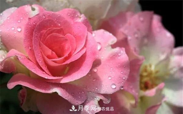 地被月季～城鄉(xiāng)綠化、園林美化的優(yōu)秀選擇（附：品種說明及圖片）(圖11)