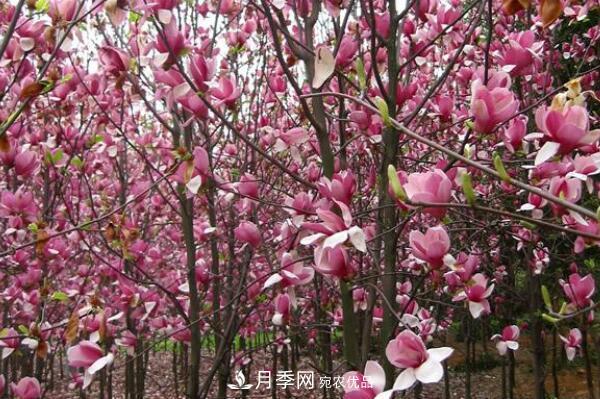 紫玉蘭樹(shù)到底是灌木還是小喬木？(圖2)