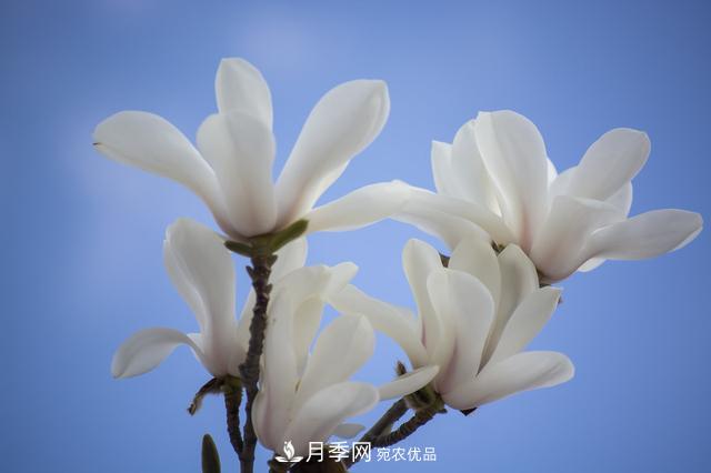 玉蘭樹：花先枝葉開，綻放一樹華(圖1)
