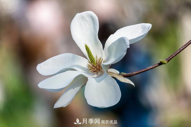 玉蘭樹：花先枝葉開，綻放一樹華(圖2)