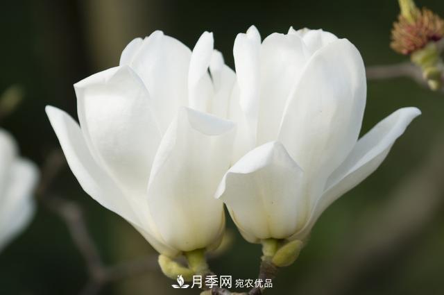 玉蘭樹：花先枝葉開，綻放一樹華(圖4)