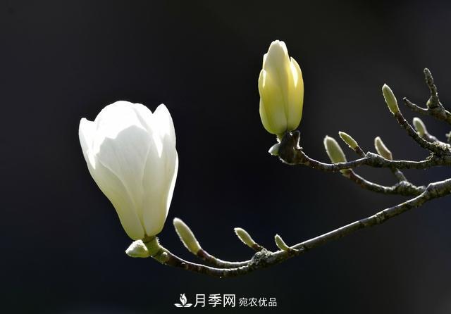 玉蘭樹：花先枝葉開，綻放一樹華(圖3)