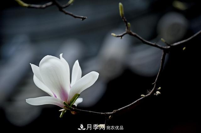 玉蘭樹：花先枝葉開，綻放一樹華(圖7)