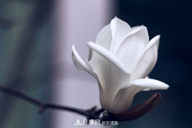 玉蘭樹：花先枝葉開，綻放一樹華(圖5)