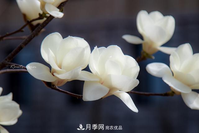 玉蘭樹：花先枝葉開，綻放一樹華(圖6)