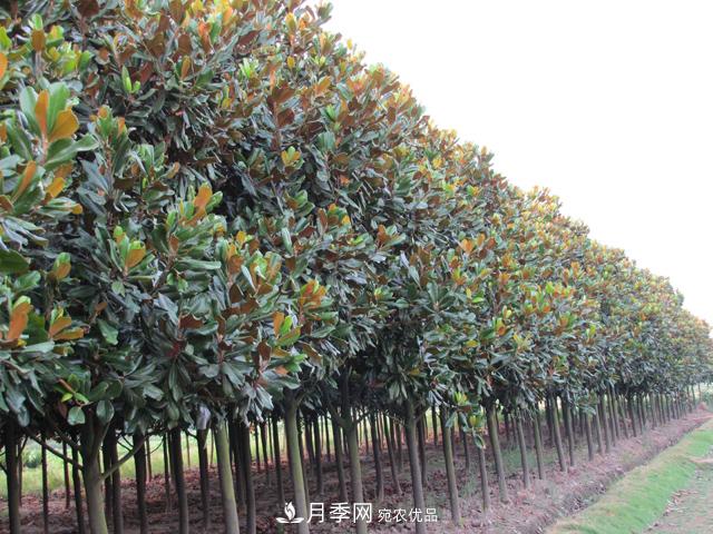 南陽玉蘭樹苗什么季節(jié)移栽好？詳細(xì)講解(圖1)