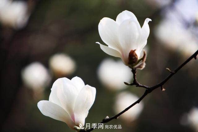 玉蘭不好養(yǎng)？避免這4個問題，植株生長旺盛，枝繁葉茂開花多(圖5)