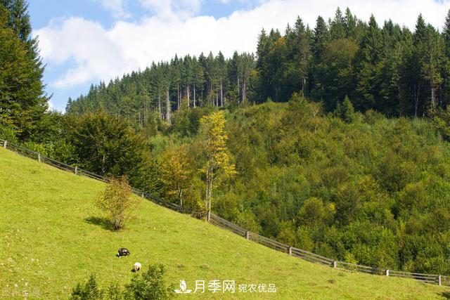 落葉松育苗造林技術(shù)，種植方法既簡(jiǎn)單又方便，高產(chǎn)又增收(圖2)