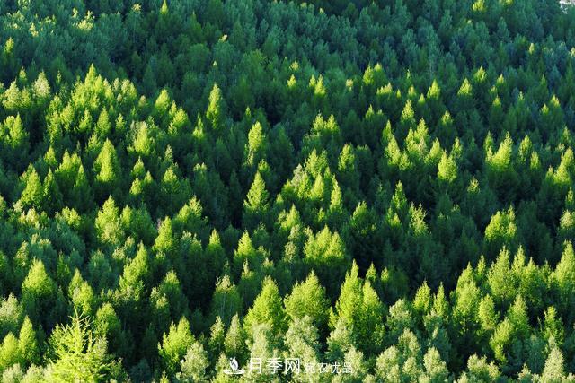 落葉松育苗造林技術(shù)，種植方法既簡(jiǎn)單又方便，高產(chǎn)又增收(圖1)